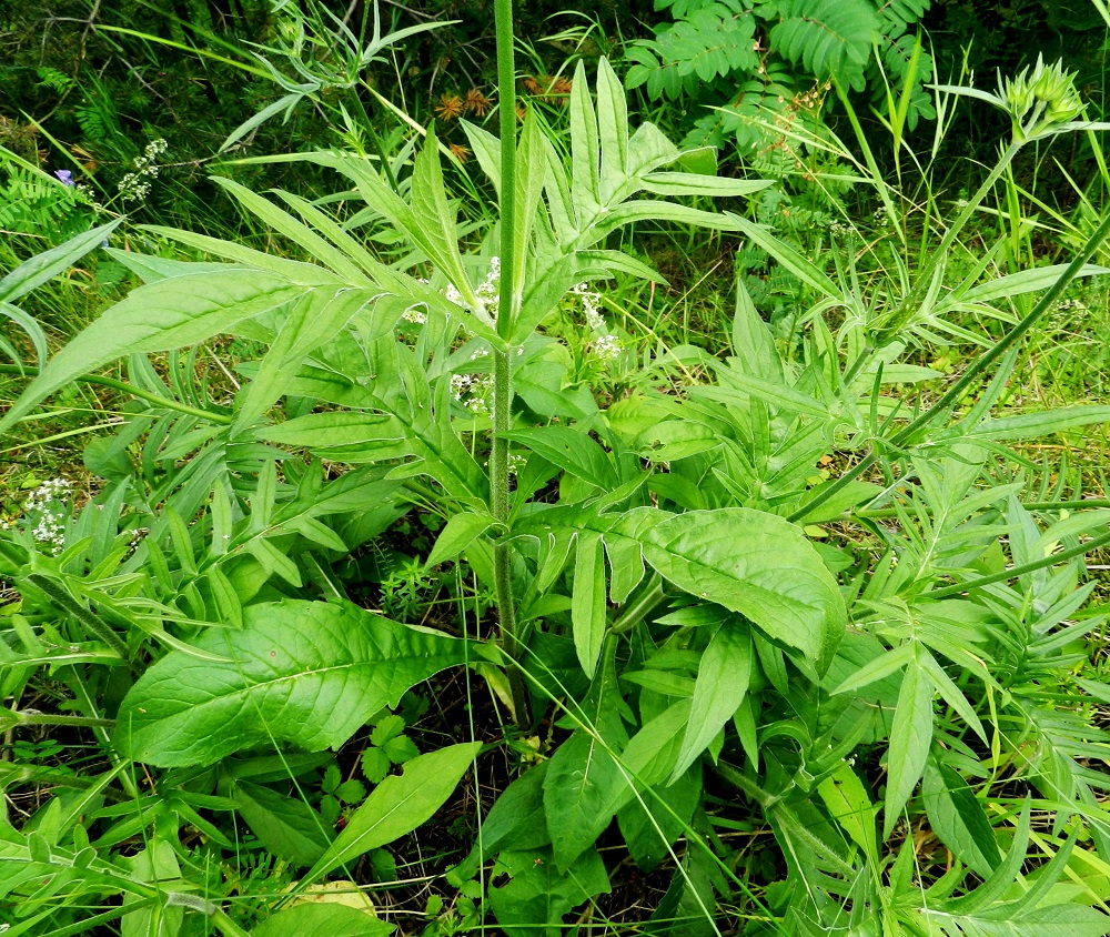 Knautia arvensis - ketoruusuruohon varsien tyvellä ja alaosassa olevat lehdet ovat suikeat, soikeat tai vastapuikeat ja yleensä ehyt- tai hammaslaitaiset. Varsilehdet ovat vastakkaisesti ja ylemmät niistä ovat useimmiten kapealiuskaisen pariliuskaiset. Lehtilapa on ylimpiä lehtiä lukuun ottamatta tavallisesti noin 5-20 cm pitkä ja leveimmältä kohtaa noin 2-10 cm leveä. ES, Lappeenranta, keskusta-alue Kesämäen kaupunginosan itäpuolella, vanhan, käyttämättömän rautatien laide Ratakadun sillan pohjoispuolella, 11.7.2012. Copyright Hannu Kämäräinen.