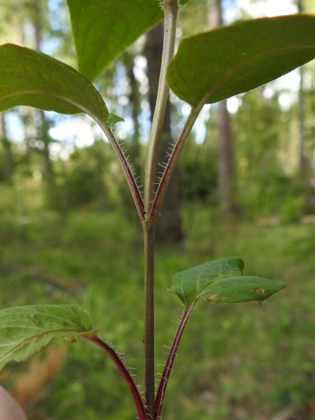 Lysimachia ciliata - ripsialven lehtiruoti on laidoiltaan ripsikarvainen. Karvojen pituus on noin 1-2 mm. Varsi on tylppäsärmäinen ja vihreäsävyinen, harmaanruskehtava tai punertava sekä kalju. 13.7.2024. Copyright Hannu Kämäräinen.