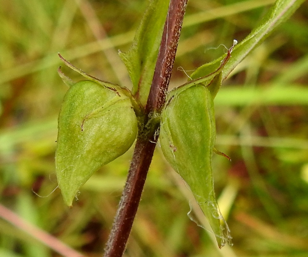 Melampyrum pratense - kangasmaitikan siemenkota on puikea, teräväkärkinen, litteähkön palkomainen ja kalju. Se on yleensä noin 8-12 mm pitkä ja leveämmältä sivultaan noin 5-7 mm leveä. Kota avautuu kärjestään kahta sivusaumaa myöten. Siemeniä on useimmiten kaksi, harvemmin neljäkin. Ne ovat munamaiset, valkoiset tai lähes valkoiset, noin 4-5 mm pitkät ja muurahaislevitteiset. Varsi on tyviosan yläpuolelta tylpän nelisärmäinen ja vastakkaisilta sivuiltaan lyhytkarvainen. EH, Hämeenlinna, Lammi, Evo, Padasjoentien (tie 53) laitametsä Opistotien risteyksen lounaispuolella, 9.7.2023. Copyright Hannu Kämäräinen.
