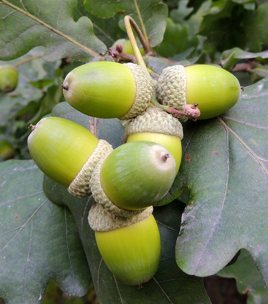Quercus robur - metsätammen terho on lähes liereä, päistään hieman suippeneva ja pyöristyvä sekä pinnaltaan pitkittäisuurteinen. Se on aluksi vihreä ja lopulta ruskehtava sekä yleensä noin 20-30 mm pitkä ja noin 15 mm paksu. Terhon päässä säilyy pitkään kuivunut vartalo luotteineen. Tyveä ympäröivä, maljamainen kehto on suomupintainen, noin 10 mm pitkä ja noin 16-18 mm leveä. EH, Hämeenlinna, Loimalahti, metsän laide ulkoilureitin varressa, lähellä Alajärveä ja sen uimaranta-aluetta, luontaisesti levinnyt puuyksilö, 7.9.2014. Copyright Hannu Kämäräinen.