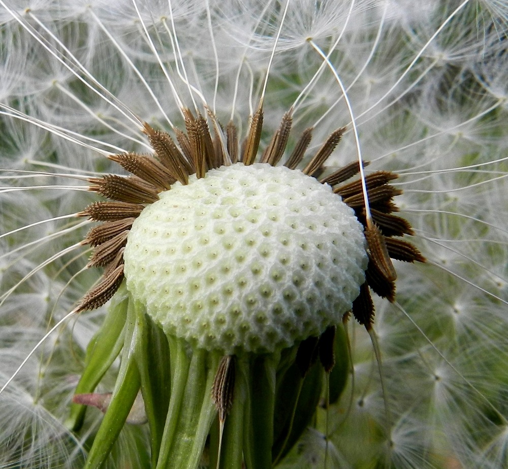 Taraxacum sect. Taraxacum - rikkavoikukkien pähkylät ovat kapean vastapuikeat, moniharjuiset, nystermäiset ja yläosastaan piikkiset sekä kypsänä ruskeasävyiset. Ne ovat (3-)3,5-4,5(-5) mm pitkät ja leveimmältä kohtaa noin 1-1,5 mm leveät. Niiden kärjessä on noin 0,4-1 mm pitkä ja kartiomaisen lieriömäinen nokkaosa. Nokkaosan jatkeena on valkoinen, pitkävartinen ja hapsihaiveninen pappus eli verhiön muutunnainen. Pappuksen varsi on useimmiten noin 10-13 mm pitkä ja sen tiheän monihaiveninen kärkiosa noin 6-7 mm pitkä. Kuvassa näkyy hyvin myös tukisuomuton, laakean ja litistyneen pallomainen kukkapohjus. EH, Hämeenlinna, Vuorentaka, Hämeen Härkätien (tie 2855) varren laaja peltoaukeama, Hakamäen tilalle johtavan pikkutien risteyksen kulmaus, 6.6.2012. Copyright Hannu Kämäräinen.
