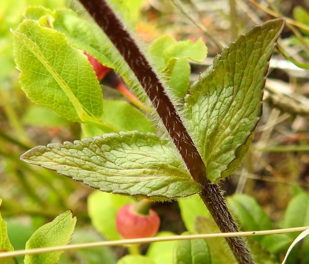 Bartsia alpina - punakon lehtilapa on puikeahko tai puikeansoikea, lyhyen suippopäinen ja tylppä-, pyöreä- tai kiilatyvinen. Lehtilaita on tylpän nyhähampainen. Kärkihammas on selvästi muita isompi. Lehdet ovat tavallisesti noin 1-2,5 cm pitkät ja leveimmältä kohtaa noin 0,5-1,5 cm leveät. EnL, Enontekiö, Kilpisjärvi, Mallan luonnonpuisto, Kalottireitin varsi, Iso-Mallan eteläinen alarinne, Kitsijoen Kitsiputouksen tyvirotkon suualue, 645 m mpy, 9.7.2018. Copyright Hannu Kämäräinen.