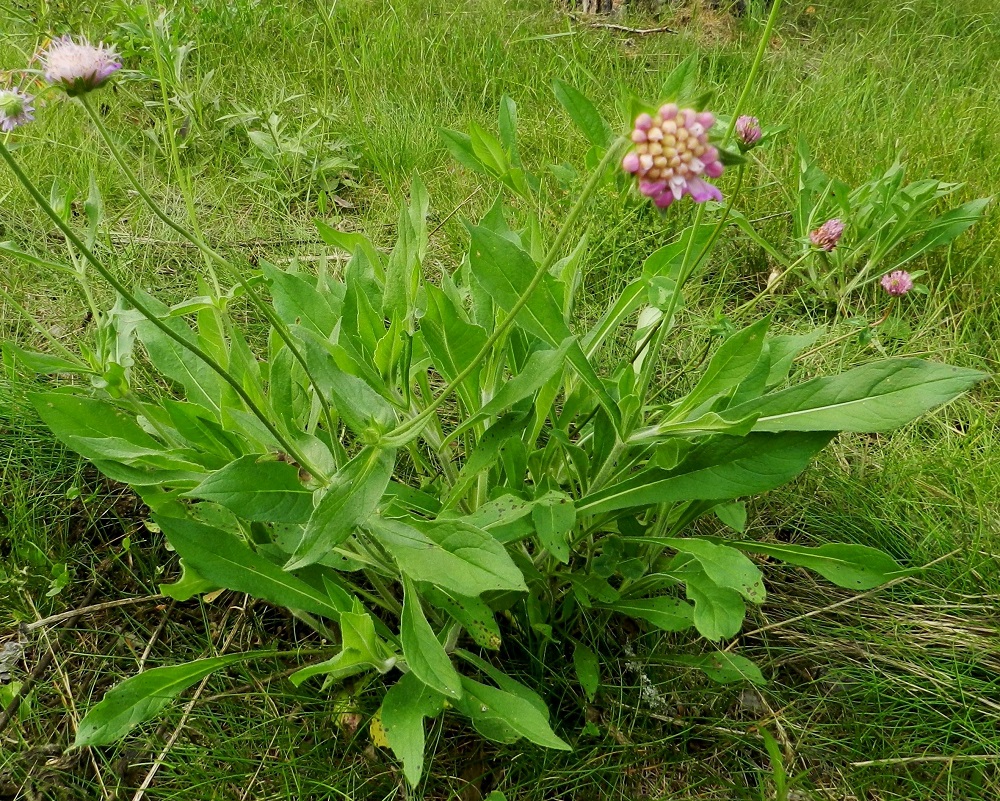 Knautia arvensis - ketoruusuruohon tyvellä ja varren alaosassa olevat lehdet ovat ruodilliset. Lehtiruoti on kapeahkosti siipipalteinen, useimmiten noin 2-8 cm pitkä ja levenee asteittain lehtilavaksi niin, että tarkkaa rajaa on vaikea osoittaa. Ylemmät lehdet ovat lähes tai aivan ruodittomat. Harvoin, kuten kuvassa, kaikki lehdet ovat lähes tai kokonaan ehytlaitaiset. EH, Hämeenlinna, Pikku-Parola, Parolannummentien laitaniitty Armijärventien risteyksen itäpuolella, 26.7.2011. Copyright Hannu Kämäräinen.