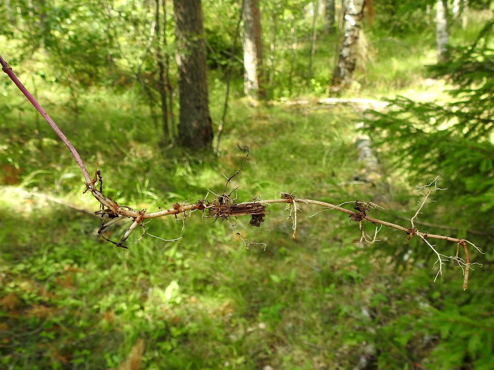 Lysimachia ciliata - ripsialven juurakko on pitkä, haarova ja vaakatasossa kasvustoiksi levittäytyvä. 13.7.2024. Copyright Hannu Kämäräinen.