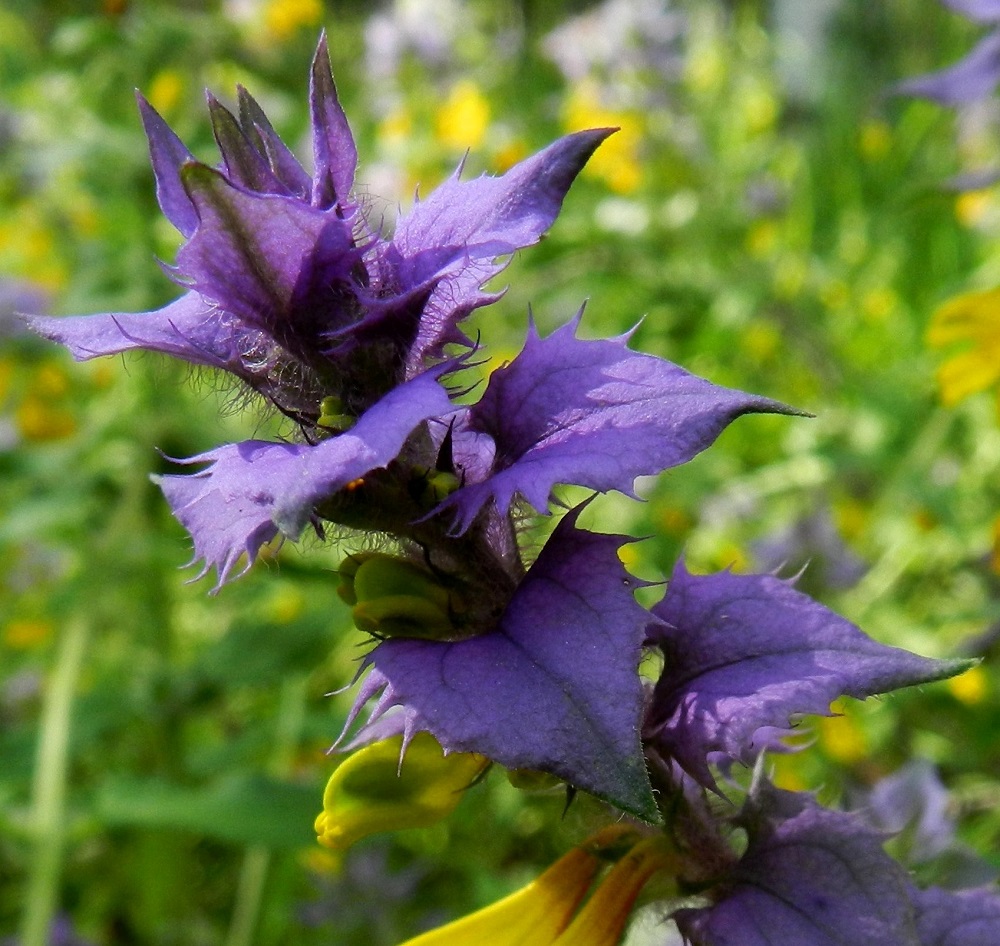 Melampyrum nemorosum - lehtomaitikan latvan tukilehdet ovat puikeat tai kapeanpuikeat, kärkiosaa lukuun ottamatta hampaiset tai liuskaiset ja erityisesti alapinnaltaan tiheäkarvaiset. Ne ovat yleensä noin 1-4 cm pitkät ja leveimmältä kohtaa noin 0,5-1 cm leveät. PK, Kitee, Papinniemi, Aconitum-lehto, luonnonsuojelualueen pohjoispuoli, lehdon läpi kulkevan metsätien varren harva koivikko Käärmekallion luoteispuolella, 11.7.2011. Copyright Hannu Kämäräinen.