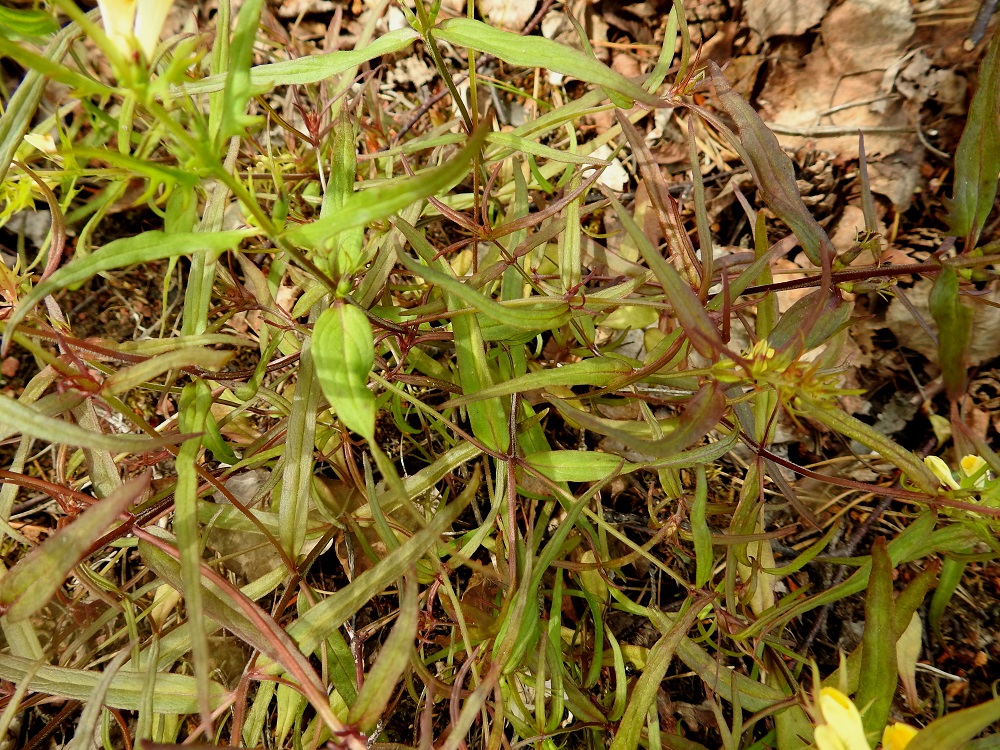 Melampyrum pratense - kangasmaitikan lehtilavan muoto vaihtelee kapeanpuikeasta suikeaan tai lähes tasasoukkaan. A, Maarianhamina, Svibyvikenin itäranta, Badhusbergetin jyrkkä, kallioinen länsityvi, 12.6.2024. Copyright Hannu Kämäräinen.