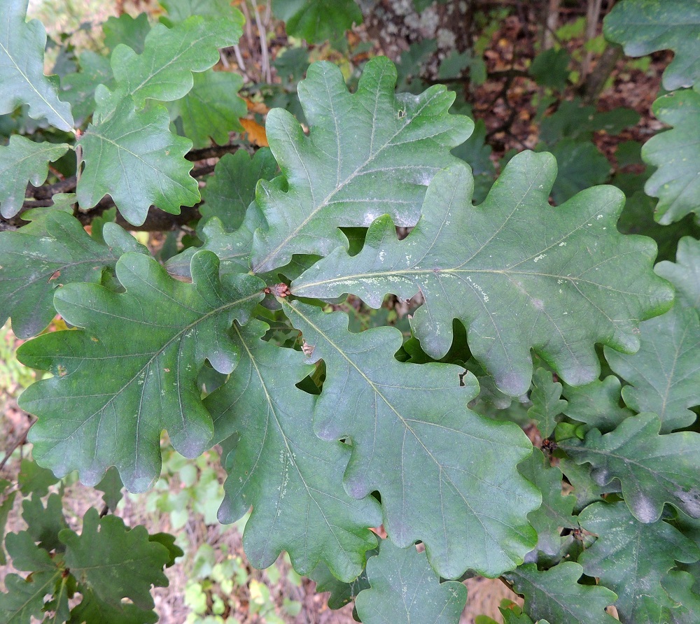 Quercus robur - metsätammen lehdet ovat ruodilliset ja vuosiversoissa kierteisesti. Lehtiruoti on noin 3-10 mm pitkä. Lehtilapa on paksuhko ja nahkeahko sekä lähinnä vastapuikea ja parihalkoinen. Laitaliuskat ovat matalahkot ja pyöreäkärkiset. Lapa on päältä tummanvihreä, tavallisesti noin 7-15 cm pitkä ja leveimmältä kohtaa noin 3,5-8 cm leveä. EH, Hämeenlinna, Loimalahti, metsän laide ulkoilureitin varressa, lähellä Alajärveä ja sen uimaranta-aluetta, luontaisesti levinnyt puuyksilö, 7.9.2014. Copyright Hannu Kämäräinen.