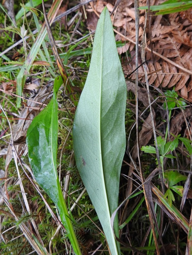 Succisa pratensis - (niitty)purtojuuren lehtilapa on hieman nahkea, päältä vihreä ja alta sinivihreä sekä useimmiten ehytlaitainen. V, Salo, Suomusjärvi, Arpalahti, Arpalahdentieltä erkanevan Ahvenlammentien pohjoispuoli Mustalammin kohdalla, Huuttavanmäen lounaislaita, 22.8.2021. Copyright Hannu Kämäräinen.