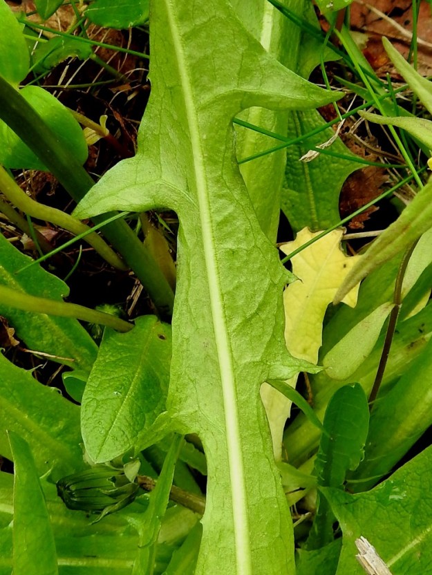 Taraxacum sect. Crocea - sahramivoikukkien lehtien keskisuoni on yleensä vaalea tai ruskehtava. EnL, Enontekiö, Kilpisjärvi, Saanan loivan luoteisrinteen länsipuolinen tunturikoivikko, tunturirinteelle vievän polun varsi, 580 m mpy, 5.7.2018. Copyright Hannu Kämäräinen.