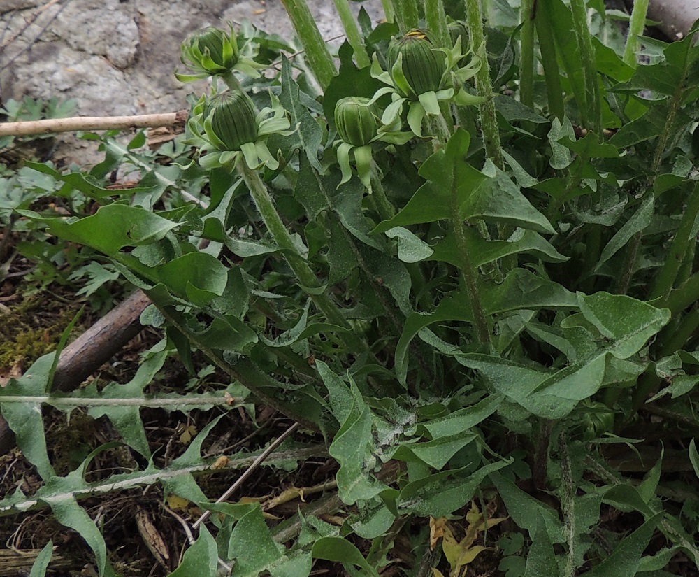 Taraxacum sect. Taraxacum - rikkavoikukkien ruusukelehtien ruoti on vaihtelevasti siipipalteinen, hampainen ja yleensä noin 5-10 cm pitkä. Erityisesti lavan yläosan sivuliuskat ovat lajistakin riippuen sivulle siirottavan, alaspäin kaartuvan tai harvemmin ylöspäin kaartuvan ja epäsymmetrisen kolmiomaiset. Lehtilavan liuskojen ylälaita ja liuskavälit ovat hampaiset tai liuskahampaiset. Lajista riippuen liuskojen välit voivat olla myös tumman tervatäpläiset. Lehdet ovat vihreät, keskisuoneltaan myös punertavat - viininpunaiset. EH, Hämeenlinna, Loimalahti, Hirsimäki, Metsälammentieltä Ali-Raakkulantielle vievän kevytväylän varsi, metsikön reuna, 18.5.2013. Copyright Hannu Kämäräinen.