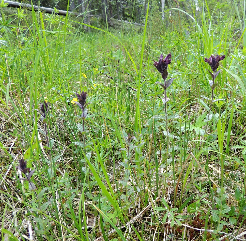 Bartsia alpina - punakko on Suomessa alkuperäinen laji, jonka esiintymisalue yltää pohjoisimmasta Suomesta etelään päin Perä-Pohjanmaan ja Koillismaan eliömaakuntiin saakka. Yleisin ja laaja-alaisin se on Enontekiön Lapin ja Inarin Lapin eliömaakunnissa ja harvinaisin Perä-Pohjanmaan eliömaakunnassa. Kasvupaikkoina ovat lähinnä tunturien niityt, koivikot, lapinvuokkokankaat, lumenviipymien laiteet ja kalliorinteetkin sekä lettosuot, lettokorvet, rantasoistumat, puronvarret ja jokirannat. Ks, Kuusamo, Juuma, Jyrävänjärven pohjoispään itäpuoli, pieni, avoin lettosuo Oulangan kansallispuiston rajalla, 13.7.2015. Copyright Hannu Kämäräinen.