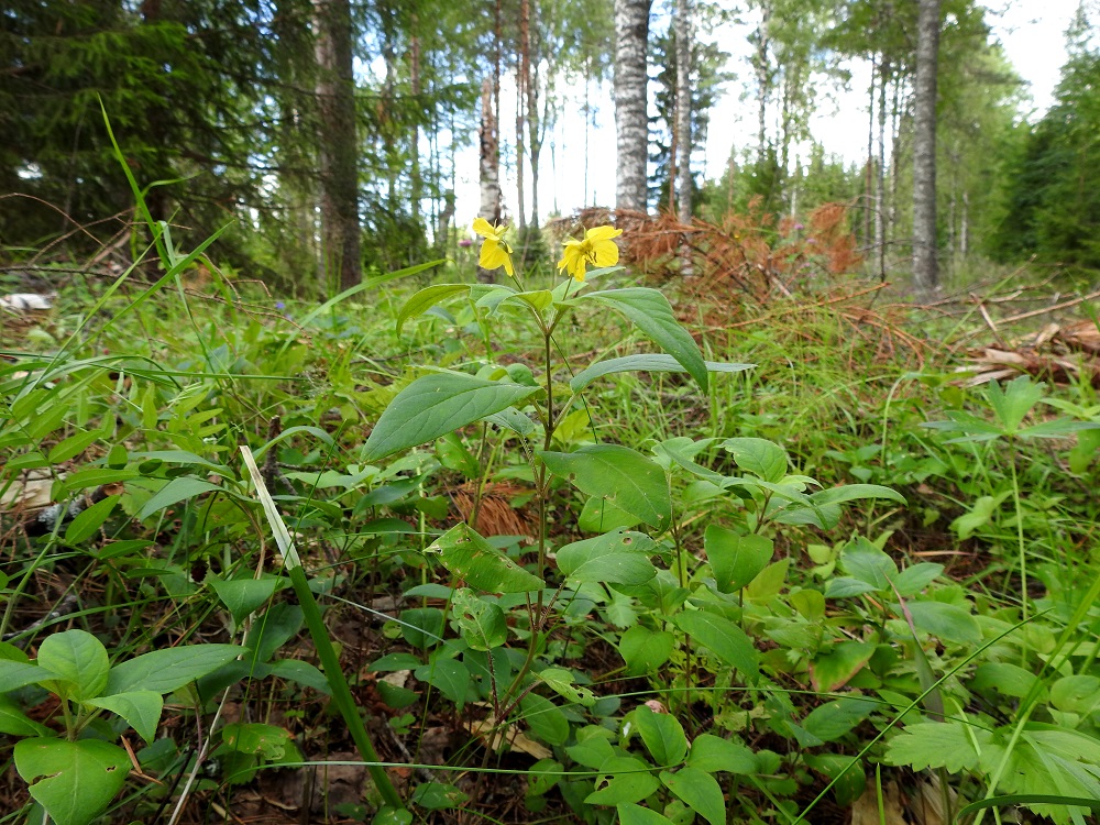 Lysimachia ciliata - ripsialpi on alkuperältään pohjoisamerikkalainen laji, jolla on Suomessa yksi vakiintunut, kuvassa oleva tulokaskasvupaikka Etelä-Hämeen eliömaakunnassa, Hämeenlinnassa, entisessä Lammin kunnassa, Evon kylässä. Laji havaittiin ensimmäisen kerran 1994 niittypohjaisesta metsästä, joka on ehkä vanhaa laidunmaata. Kasvusto oli tuolloin noin 3 m x 5 m:n kokoinen, joten laji on kasvupaikalla jo huomattavasti löytövuottaan vanhempi. Vuonna 2024 kasvuston koko oli noin 6 m x 15 m, mutta siinä oli vain kuusi kukkavartta. 13.7.2024. Copyright Hannu Kämäräinen.