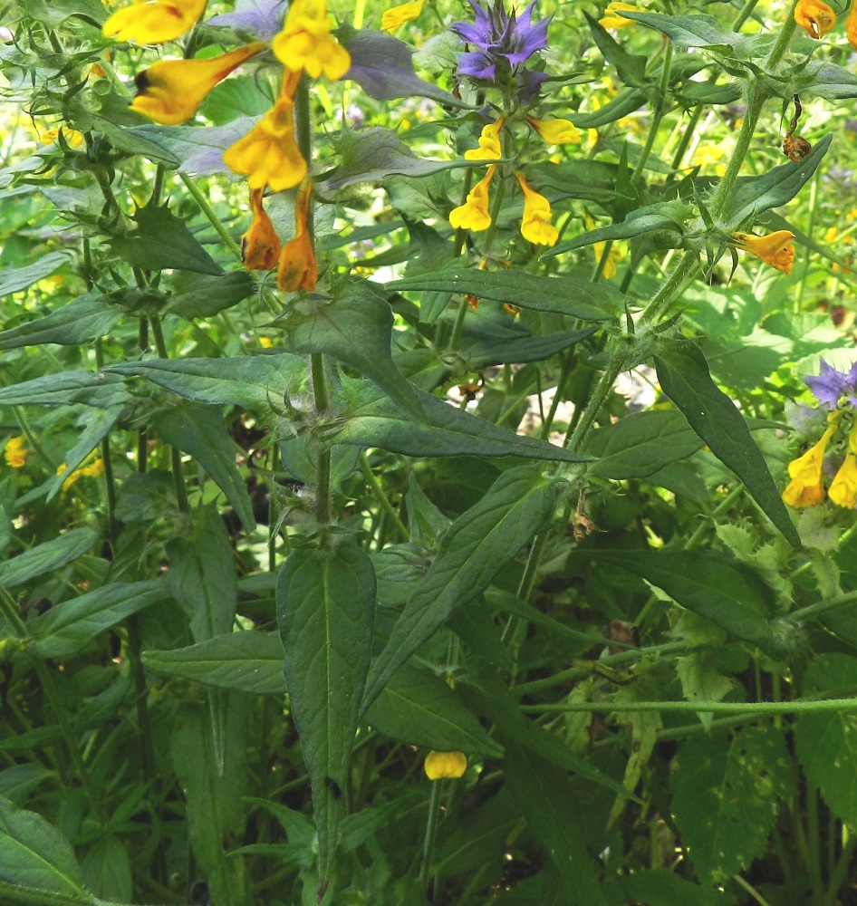Melampyrum nemorosum - lehtomaitikan varsiehdet ovat lyhytruotiset ja varrella vastakkain sekä ristikkäisesti allekkain. Lapa on suikea tai kapeanpuikea, pitkäsuippuisen teräväkärkinen ja kiila- tai pyöreätyvinen sekä ehytlaitainen. Se on vihreä, vaihtelevasti lyhytkarvainen, tavallisesti noin 2-8 cm pitkä ja leveimmältä kohtaa noin 0,5-1,5 cm leveä. PK, Kitee, Papinniemi, Aconitum-lehto, luonnonsuojelualueen pohjoispuoli, lehdon läpi kulkevan metsätien varren harva koivikko Käärmekallion luoteispuolella, 11.7.2011. Copyright Hannu Kämäräinen.