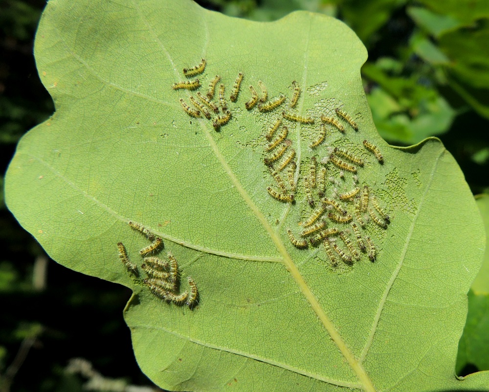 Quercus robur - metsätammen lehtilapa on alta lähinnä vaaleanvihreä, nuorena molemmin puolin hieman karvainen ja myöhemmin useimmiten kalju. Puuta hyödyntää noin 500 hyönteislajia, joista osa on siitä riippuvaisia. Kuvassa on aterioimassa härkäpään (vanha nimi härkäpääkehrääjä), Phalera bucephala, toukkapesue. U, Inkoo, saaristo, Älgsjölandet, Elisaari, saaren länsipää, Villholm, luonnonsuojelualueen pohjoislaita, luontopolun varsi, 19.7.2016. Perhostoukkamäärityksen ovat tehneet kuvasta Jyrki Suomi ja Timo Kämäräinen. Copyright Hannu Kämäräinen.