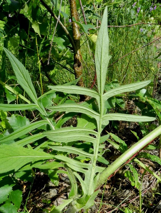 Knautia arvensis - ketoruusuruohon lehtilapa on päältä vihreä, alta usein harmaanvihreä ja laidoiltaan hieman alaspäin kiertynyt. ES, Lappeenranta, keskusta-alue Kesämäen kaupunginosan itäpuolella, vanhan, käyttämättömän rautatien laide Ratakadun sillan pohjoispuolella, 11.7.2012. Copyright Hannu Kämäräinen.