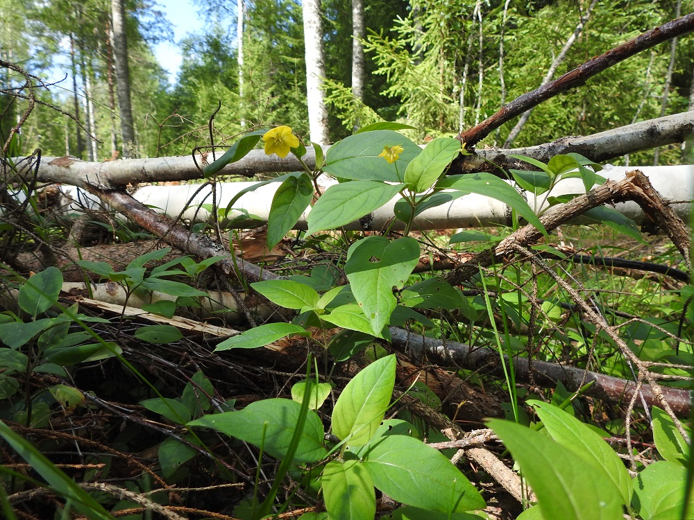 Lysimachia ciliata - ripsialven saapumista Evon kasvupaikalle voi vain arvailla. Löytöajankohtana lajin ei tiedetty olevan koristekasvikäytössä, eikä sen nimeä ollut myöskään silloisessa viljelykasvien luettelossa. Ihan tuulesta temmattu oletus ei liene sekään, että ripsialven siemeniä olisi saapunut jonkun pohjoisamerikkalaisen retkeilijän tai Evon tutkijan tms. varusteissa suoraan Amerikasta asti suositulle retkeily- ja metsätalousalueelle. Nykyisin ripsialpi on jo myynnissä suomalaisilla taimistoilla. Ilmeisesti talvella 2023-2024 kasvumetsässä toteutettiin hakkuu, josta jäi puuta ja oksistoa maastoon. Sinnikkäästi ripsialpi kuitenkin tunki itseään näkyville hakkuutähteiden seasta. 13.7.2024. Copyright Hannu Kämäräinen.