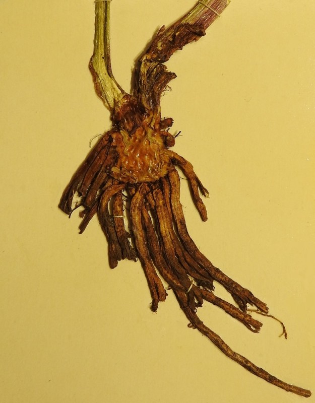 Succisa pratensis - (niitty)purtojuuri on vanha rohdoskasvi, jonka juurta käytettiin monenlaisten sairauksien hoitoon. Kansan keskuudessa, Suomessakin, kasvia on kutsuttu pirunpuremaksi. Tieteellinen sukunimi tarkoittaa tyvestä katkaistua. Nimitykset johtuvat juurirakenteesta. Nuoren yksilön pysty ja aluksi pitempi pääjuuri alkaa lahota kärjestään, ja lopulta jäljelle jää vain lyhyt, paksu ja alapäästään katkaistulta näyttävä nysä, johon kasvaa runsaastikin sivujuuria. Vanhan kansanuskomuksen mukaan paholainen halusi tuhota ihmisiä auttavan rohtokasvin ja kävi maan alla puremassa niiden juuret melkein tyvestä poikki. EH, Tampere, Kauppi, ulkoilualue, reheväpohjaisen havumetsän laita ulkoilureitin varressa, 13.8.1981. Kuva näytteestä, copyright Hannu Kämäräinen.