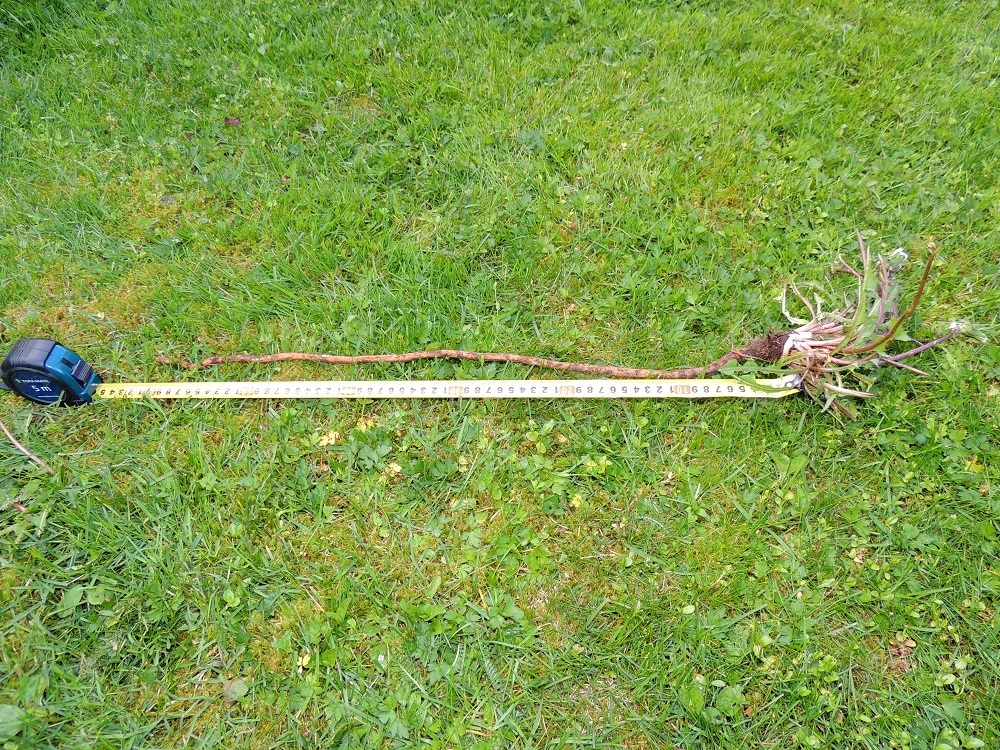 Taraxacum sect. Taraxacum - rikkavoikukkia on mahdoton hävittää pihaltaan kitkemällä. Sillä on pysty ja vankka pääjuuri, joka voi tunkeutua syvällekin. Kitkettäessä se lähes varmasti katkeaa ja kasvattaa pian taas uuden lehtiruusukkeen. Kuvan yksilöllä on esiin saatua juurta peräti 60 cm, mutta silti sen pää on katkennut. Voikukkien juurista valmistettiin mm. sota-aikana kahvinkorviketta. Nykyisinkin sen käyttöä suositellaan ravintoaineena. Varhain keväällä ja myöhään syksyllä kerätyt juuret sisältävät runsaasti ravinteita ja mineraaleja. Niitä voi käyttää keitettyinä eri ruokien lisukkeena sekä kuivattuina ja jauhettuina jauhojen seassa leivontaan ja puuroihin. EH, Hämeenlinna, Loimalahti, Hirsimäki, omakotialue, Näsiäntien varren pihamaa, 4.6.2015. Copyright Hannu Kämäräinen.