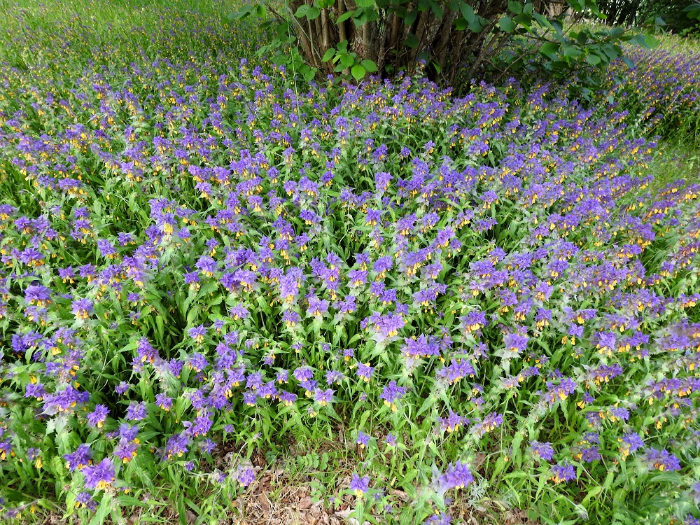 Melampyrum nemorosum - lehtomaitikan kasvupaikkoina ovat lähinnä lehdot, tuoreet metsät, metsänreunat, niityt ja pientareet. Se hankkii itselleen lisäravinteita loisimalla muita kasveja. Suosituimmat loisittavat ovat metsäkuusi, Picea abies, pähkinäpensas, Corylus avellana (kuvassa) ja metsälehmus, Tilia cordata. Lehtomaitikka on yksivuotisena kasvina sopeutunut muurahaislevintään. Sen siemenet ovat muurahaistenmunien näköisiä, kokoisia ja painoisia. Muurahaiset mielellään kuljettelevat ja samalla levittävät siemeniä. Suoraan maahan varisevien ja muurahaisten kuljettamien siementen avulla lehtomaitikka voi kasvattaa tiheitä, useiden aarienkin kokoisia, lähes puhtaita kasvustoja. A, Finström, Pålsböle, Markusbölefjärdenin pohjoispuolella oleva Prästgårdsnäsetin luonnonsuojelualue, keskiosa, 20.6.2023. Copyright Hannu Kämäräinen.