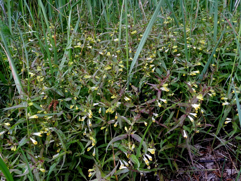 Melampyrum pratense - kangasmaitikka on Suomessa alkuperäinen laji, jota tavataan yleisenä tai hyvin yleisenä koko maassa. Kasvupaikkoina ovat lähinnä kangasmetsät, metsänreunat, kalliokot, rämeiköt, tunturipaljakan alaosat, niityt ja pientareet. U, Hanko, Täktom, Långörenin niemeen johtava, kapea hiekkakannas, Kattrumpan-merenlahden rantaniitty, 19.6.2012. Copyright Hannu Kämäräinen.