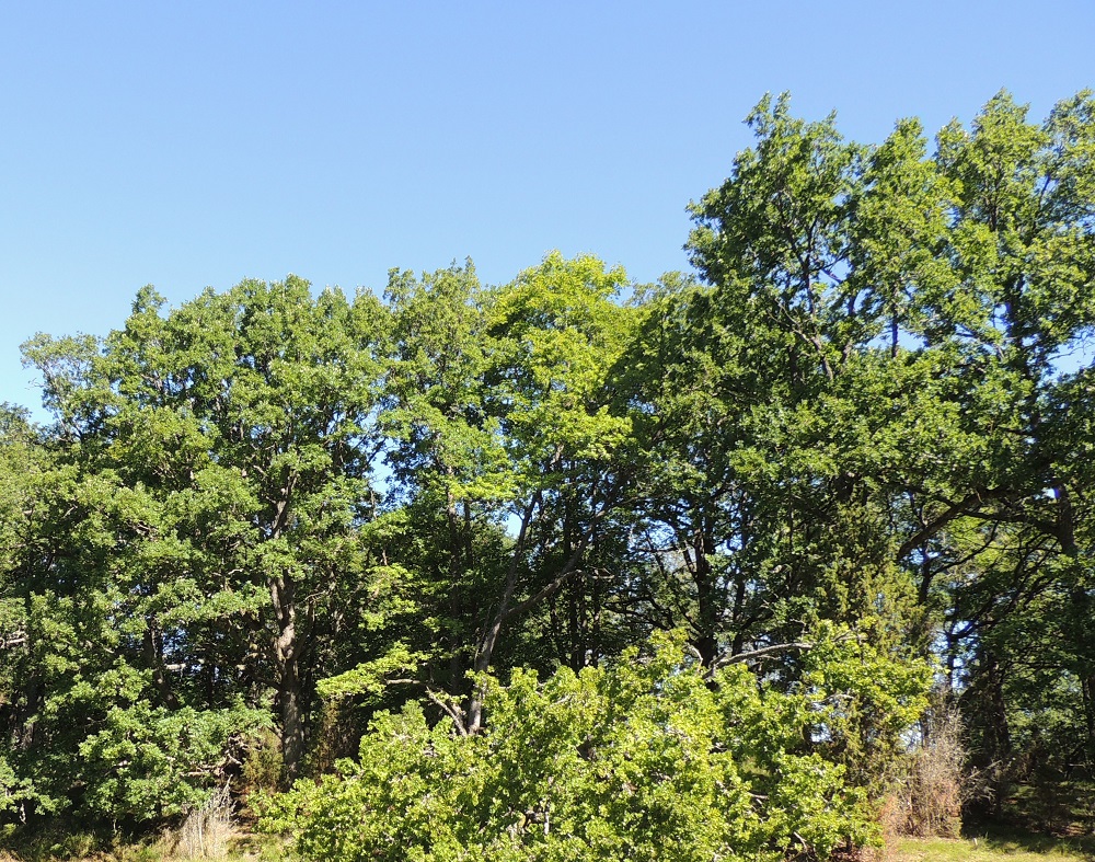 Quercus robur - metsätammi on Suomessa alkuperäinen Ahvenanmaan, Varsinais-Suomen ja Uudenmaan eliömaakunnissa, joissa se on villiytymätkin huomioiden yleinen. Vakiintuneiden villiytymien pohjoisraja kulkee nykyisin Rauma-Tampere- Lappeenranta-linjalla. Kasviatlakseen ilmoitettujen havaintojen pohjoisreuna on Keski-Pohjanmaan, Pohjois-Savon ja Pohjois-Karjalan eliömaakunnissa. Pari havaintoa on myös Oulun Pohjanmaan eliömaakunnasta. Useimmat Etelä-Suomea pohjoisemmat havainnot ovat taimivaiheisista tai hyvin nuorista yksilöistä, joiden selviytyminen on tulevien talvisäiden varassa. Kasvupaikkoina ovat lähinnä lehtomaiset metsät ja niiden laiteet, joskus kangasmetsätkin sekä kallioalueiden reunamat. U, Inkoo, saaristo, Älgsjölandet, Älgsjö (Elisaari), saaren länsiosa, lounaislaita, luonnonsuojelualue, 19.7.2016. Copyright Hannu Kämäräinen.