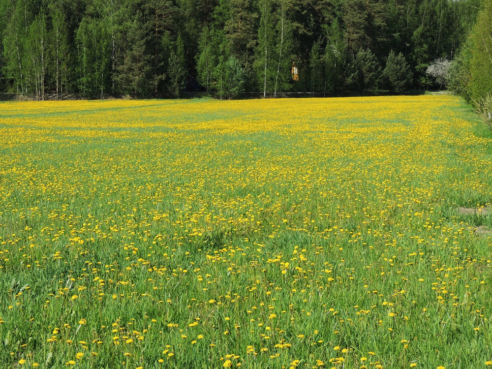 Taraxacum sect. Taraxacum - rikkavoikukat ovat Suomessa lähes yksinomaan uustulokkaita. Niitä esiintyy kaikissa eliömaakunnissa, mutta yleisimpiä ja runsaimpia ne ovat Etelä- ja Keski-Suomessa ihmistoiminnan luomilla kasvupaikoilla, joilla tavataan yhä harvemmin enää muiden, alkuperäisiä ja muinaistulokkaita sisältävien sektioiden edustajia. Kasvupaikkoina ovat lähinnä nurmikot, niityt, kesantopellot, puutarhat, puistot, pihat, teiden ja katujen varret, pientareet ja joutomaat sekä muut ihmisen muokkaamat alueet. EH, Janakkala, Rastila, Rastilantien (tie 13842) varren peltoaukea Rauhalan tilan kohdalla, 24.5.2014. Copyright Hannu Kämäräinen.