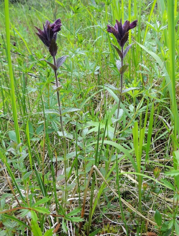 Bartsia alpina - punakko on monivuotinen, pysty tai tyveltä koheneva ja tavallisesti noin 10-30 cm korkea ruoho, joka on Suomessa jo tieteellisen lajinimensäkin perusteella pohjoinen kasvi. Ks, Kuusamo, Juuma, Jyrävänjärven pohjoispään itäpuoli, pieni, avoin lettosuo Oulangan kansallispuiston rajalla, 13.7.2015. Copyright Hannu Kämäräinen.