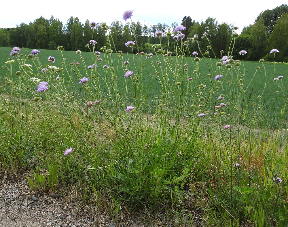 Knautia arvensis - ketoruusuruoho on Suomessa muinaistulokas. Sen nykyinen esiintymisalue yltää etelästä päin Perä-Pohjanmaan ja Koillismaan eliömaakuntiin saakka. Yleinen tai hyvin yleinen laji on lähinnä Ahvenanmaalla ja maan kaakkoisosassa Uudenmaan, Etelä-Hämeen, Etelä-Savon, Pohjois-Savon ja Pohjois-Karjalan eliömaakuntien linjaa myöten. Kasvupaikkoina ovat lähinnä niityt, kedot, ahot, entiset kaskialueet, kesantopellot ja kaikenlaiset pientareet sekä tien- ja radanvarret. Ketoruusuruohon juurakko on pitkä ja haarova, mistä johtuen yksilöt ovat usein monivartisia. EH, Hämeenlinna, Renko, Haapamäki, Topenontien (tie 2871) laita Yli-Paappalan tilan ja Kiikkarantien risteyksen kohdalla, 23.6.2024. Copyright Hannu Kämäräinen.