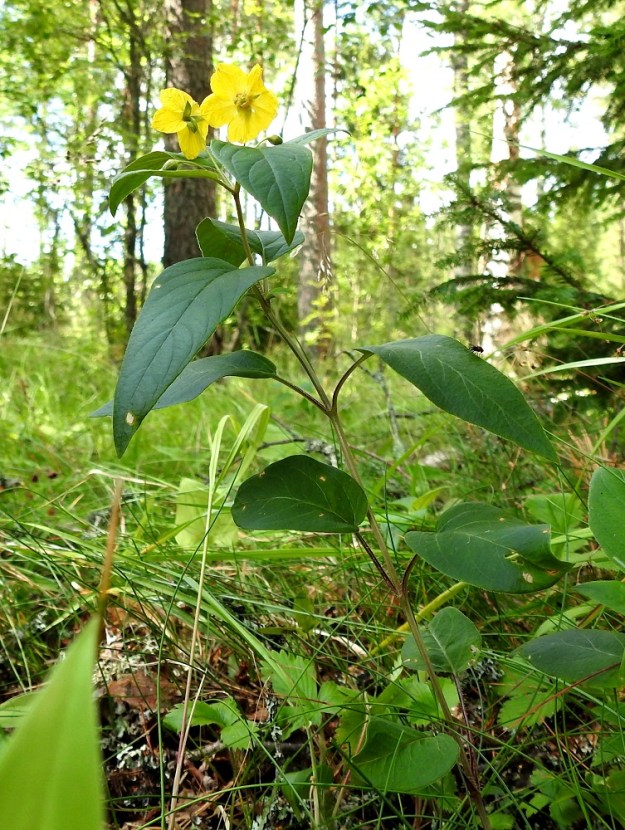 Lysimachia ciliata - ripsialpi on monivuotinen, pysty ja ainakin kukintoon saakka haaraton ruoho, joka on Suomen ainoalla luonnonkasvupaikallaan noin 20-50 cm korkea. EH, Hämeenlinna, Lammi, Evo, Padasjoentien (tie 53) osittain ruohikkopohjainen laitametsä Opistotien risteyksen lounaispuolella, 13.7.2024. Koko kuvasarja on samalta kasvupaikalta. Copyright Hannu Kämäräinen.