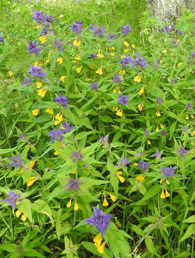 Melampyrum nemorosum - lehtomaitikka on yksivuotinen, pysty ja tavallisesti noin 20-40 cm korkea ruoho ja puoliloinen, jonka kasvustot ovat parhailla paikoilla hyvin tiheitä. A, Lemland, eteläpää, Björkö, Herröskatanin luonnonsuojelualue, Herrövägenin päästä suoraan rantaa kohti jatkuvan tieuran vierus kallioisen kedon laiteella, 11.6.2024. Copyright Hannu Kämäräinen.