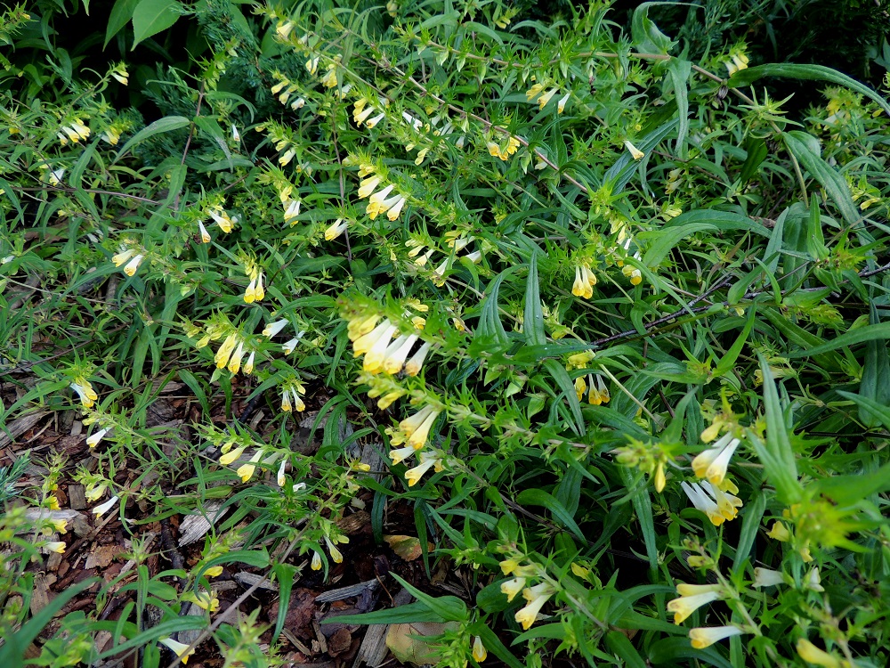 Melampyrum pratense - kangasmaitikka on yhdessä sisarlajinsa metsämaitikan, M. sylvaticum, kanssa ainoita umpeutuneessa metsämaastossa menestyviä yksivuotisia kasvilajeja. Se on muiden maitikoiden tavoin puoliloinen keräten osan ravinteistaan erityisesti metsämännyltä, Pinus sylvestris ja (taiga)puolukalta, Vaccinium vitis-idaea. Kasvustot voivat hieman aukkoisemmalla paikalla muodostua tiheiksikin. U, Helsinki, Torpparinmäki, asuinalueen keskellä olevan, metsäisen mäkialueen lounaislaita, 8.7.2013. Copyright Hannu Kämäräinen.
