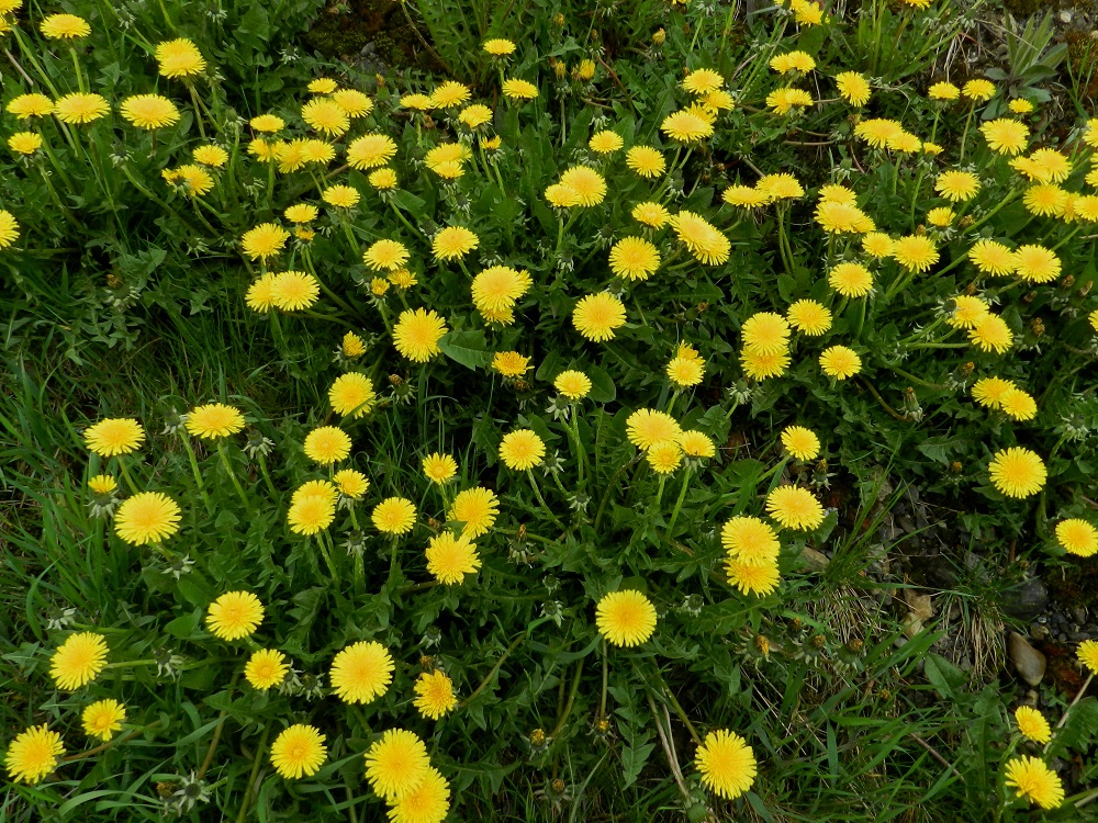 Taraxacum sect. Taraxacum - rikkavoikukat on suurin sektio eli lajiryhmä voikukkien joukossa. Suomessa ilmoitetuista lähes 500 voikukkalajista yli 350 lajia kuuluu rikkavoikukkiin. Muutaman aarin rikkavoikukkakasvustosta voi löytyä jopa 20-40 eri lajia. Sukutasolla voikukan tuntevat varmasti kaikki suomalaiset ihan pienimpiä lapsia lukuun ottamatta. Sen sijaan Suomessa tavattavien voikukkien 12 lajiryhmän välisiä eroja ei monikaan hallitse, lajitasoisesta osaamisesta puhumattakaan. EH, Hämeenlinna, Ojoinen, Paroinen, Pikku-Parolantien laitaruohikko jätevedenpuhdistamon kompostiaumakenttäalueen kohdalla, 17.5.2012. Copyright Hannu Kämäräinen.