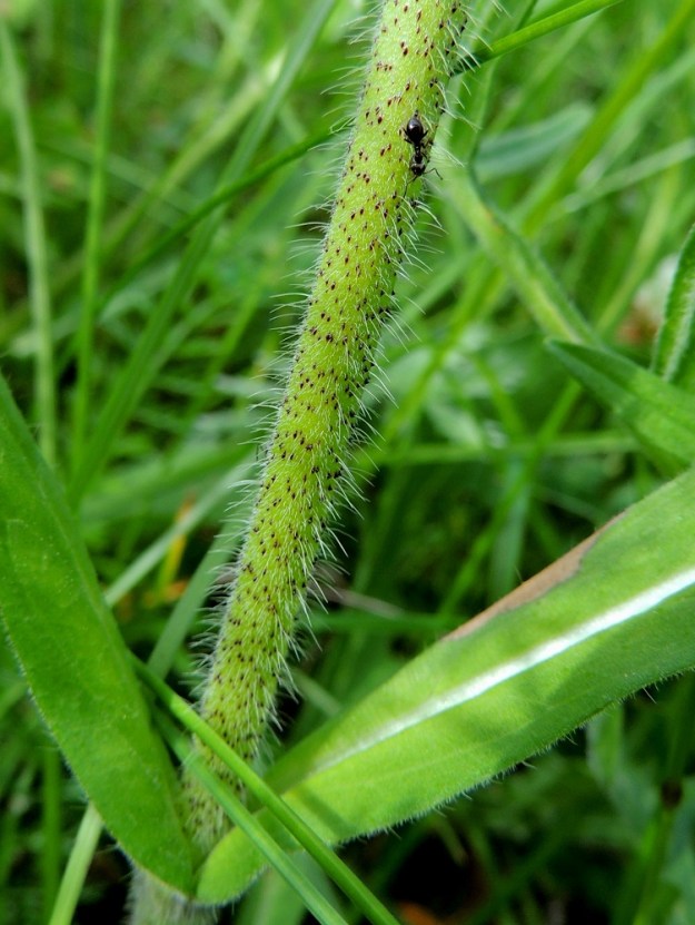 Knautia arvensis - ketoruusuruohon varsi haaroineen on liereä, vihreäsävyinen ja lyhyesti kaarikarvainen sekä erityisesti ala- ja keskiosasta myös pitemmästi karheakarvainen. Karheat karvat ovat noin 1,5-2,5 mm pitkät, ja niiden tyvi on usein tumma sekä nystymäisesti koholla. Lehdet ovat molemmin puolin vaihtelevasti karvaiset. EH, Hämeenlinna, Lammi, Lakkola, Lahden Valtatien (tie 12) piennar Ketomäen ja Heikkilän tilojen välisen peltoalueen kohdalla, 3.7.2013. Copyright Hannu Kämäräinen.