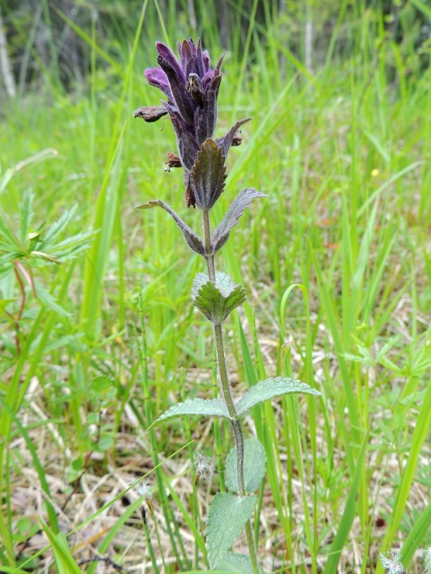 Bartsia alpina - punakko on koko mitaltaan lehdekäs ja vihreäsävyinen tai sinipunertava. Lehdet ovat ruodittomat ja varrella vastakkain sekä ristikkäisesti allekkain. Ks, Kuusamo, Juuma, Jyrävänjärven pohjoispään itäpuoli, pieni, avoin lettosuo Oulangan kansallispuiston rajalla, 13.7.2015. Copyright Hannu Kämäräinen.