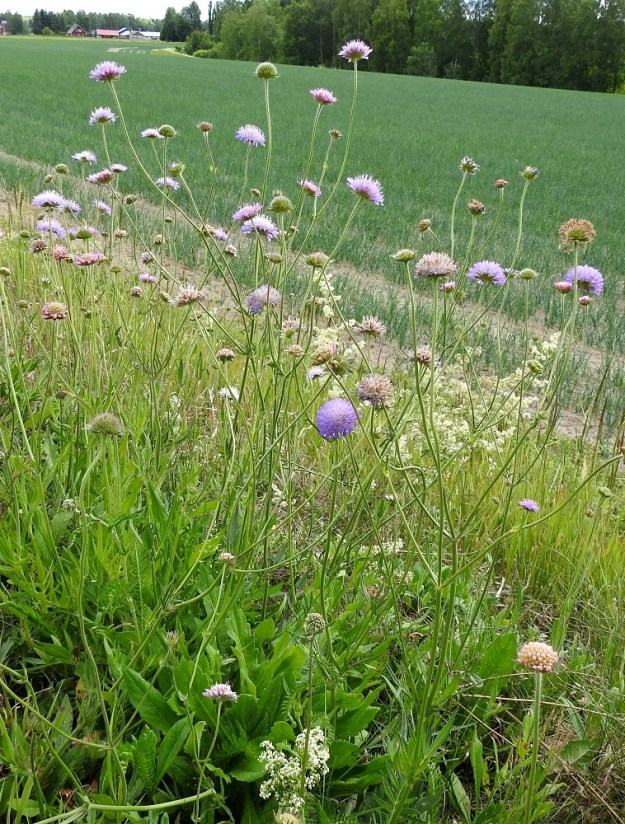 Knautia arvensis - ketoruusuruoho on monivuotinen, pysty tai koheneva ja yläosastaan haarova sekä tavallisesti noin 30-80(-100) cm korkea ruoho. EH, Hämeenlinna, Renko, Haapamäki, Topenontien (tie 2871) laita Yli-Paappalan tilan ja Kiikkarantien risteyksen kohdalla, 23.6.2024. Copyright Hannu Kämäräinen.