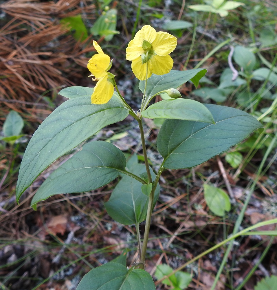 Lysimachia ciliata - ripsialven lehdet ovat ruodilliset, varrella vastakkain ja ristikkäisesti allekkain. Erityisesti latvassa lehtiä voi olla kiehkurana neljäkin. Kukinto muodostuu yksittäin, pareittain tai kolmittain varren yläosan lehtihangoissa olevista kukista tai kukintohaaroista, jotka haarovat toistamiseen. Evon kasvustossa kukinta ei ulotu latvalehtiä alemmaksi. Kukinnot eivät myöskään haaro. Kukkaperä on yleensä noin 30-50 mm pitkä. 13.7.2024. Copyright Hannu Kämäräinen.