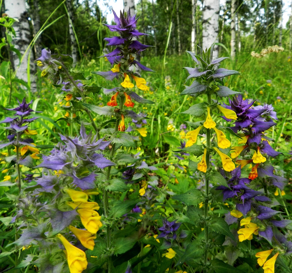 Melampyrum nemorosum - lehtomaitikan keskeinen tuntomerkki on latvalehtien sinipunaisuus. Samassakin kasvustossa voi kuitenkin havaita vaihtelua värin sävyssä ja voimakkuudessa. Ääripäätä edustavat yksilöt, joiden latvalehdetkin ovat alempien varsilehtien tavoin vihreät tai lähes vihreät. PK, Kitee, Papinniemi, Aconitum-lehto, luonnonsuojelualueen pohjoispuoli, lehdon läpi kulkevan metsätien varren harva koivikko Käärmekallion luoteispuolella, 11.7.2011. Copyright Hannu Kämäräinen.