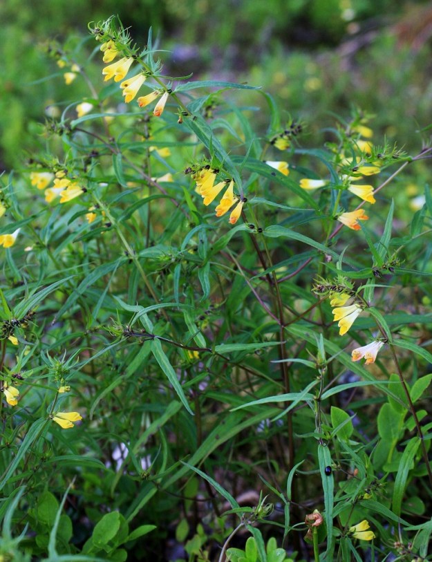 Melampyrum pratense - kangasmaitikka on yleensä pysty ja tavallisesti noin 10-40 cm korkea ruoho. Varsi on haaraton tai runsaastikin haarova ja vihreäsävyinen, punaruskea tai sinipunainen. PK, Kesälahti (nyk. Kitee), Ruokkee, Puruveteen pistävän, metsäisen Riihiniemen kärkiosa, Rauvitsanniemi, 26.6.2009. Copyright Hannu Kämäräinen.