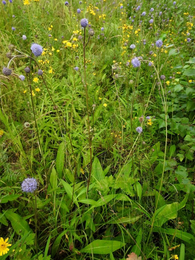 Succisa pratensis - (niitty)purtojuuri on alkuperäinen Suomessa, ja sen vakituinen esiintymisalue yltää etelästä päin Etelä-Pohjanmaan, Pohjois-Hämeen, Pohjois-Savon ja Etelä-Savon eliömaakuntiin saakka. Kasvupaikkoina ovat lähinnä niityt, ranta-alueet, lähteiköt, rehevät metsät, metsänreunat, metsäaukiot ja suonlaitametsät sekä pellon- ja tienpientareet. EH, Hämeenlinna, Renko, Viiala, Turun Valtatien (10-tien) laitaruohikko Ruokojärven luoteispään kohdalla, 12.8.2022. Copyright Hannu Kämäräinen.