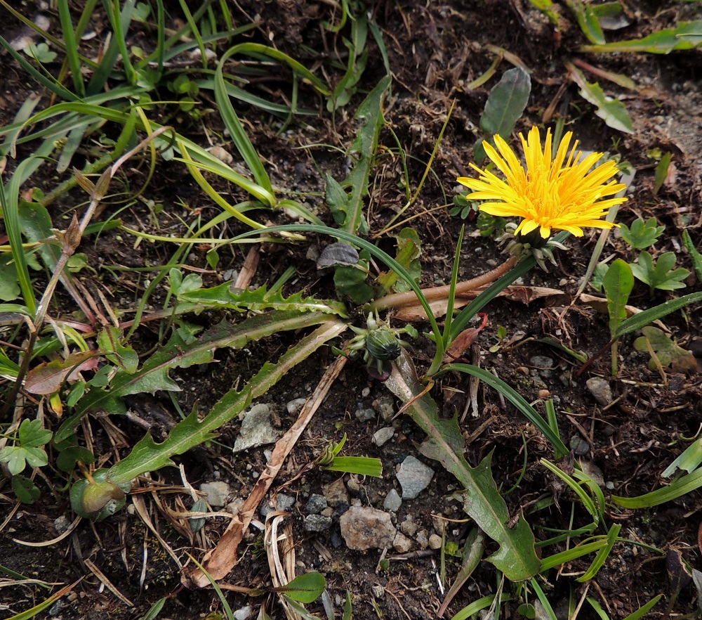 Taraxacum sect. Crocea - sahramivoikukat ovat Suomessa alkuperäisiä pohjoisia lajeja. Lajistollisesti eniten niitä esiintyy Enontekiön, Inarin, Kittilän ja Sompion Lapin eliömaakunnissa. Esiintymiseltään laajimman lajin eteläraja kulkee Keski-Pohjanmaan ja Kainuun eliömaakunnissa. Kasvupaikkoina ovat lähinnä tunturien paljakkarinteet, tunturikoivikot, niityt, kosteikkojuotit, jokien ja purojen varret sekä tienpientareet. EnL, Enontekiö, Kilpisjärvi, Saanan pitkä ja loivahko luoteisrinne, länsilaita, paljakkarinne tunturin laelle nousevan reitin itäpuolella, 730 m mpy, 17.7.2013. Copyright Hannu Kämäräinen.