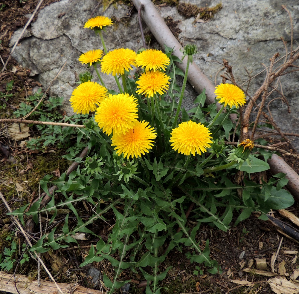 Taraxacum sect. Taraxacum - rikkavoikukat ovat parhaassa kukintavaiheessaan näyttävä ja koristeellinen ilmestys runsaine kukintomykeröineen ja liuskaisine lehtineen, vaikka monet niitä vihaavatkin viheliäisinä rikkaruohoina, jotka haluavat aivan itse päättää kasvu- ja kukoistuspaikkansa. Voikukkien määrittämisessä ovat keskeisessä asemassa ruusukelehdet ja niistäkin vain keskimmäinen kerros. Ensin kasvavat ulkolehdet (kuvassa oikeassa laidassa pari alimmaisena näkyvää) ja parhaan kukinnan alkaessa keskilehdet sekä kukinnan loppuvaiheessa sisälehdet, jolloin ulkolehdet ja iso osa keskilehdistäkin ovat jo kellastuneita ja lakastumassa. Myöhemmin kesällä ja syksyllä kukkivissa voikukissa on vain sisälehtiä, jotka ovat erittäin muuntelevia eivätkä sovi määritykseen. EH, Hämeenlinna, Loimalahti, Hirsimäki, Metsälammentieltä Ali-Raakkulantielle vievän kevytväylän varsi, metsikön reuna, 18.5.2013. Copyright Hannu Kämäräinen.