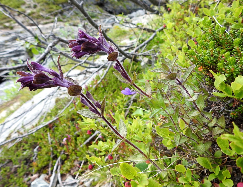 Bartsia alpina - punakon kukinto muodostuu varren yläosan lehtihangoissa yksittäin olevista kukista. Kukinto on tiheimmillään verson kärjessä antaen tähkämäisen vaikutelman. Laji on puoliloinen, mikä tarkoittaa, ettei se ravintotaloudessaan pärjää täysin omin voimin. Taimivaiheessa sen kehittyvä juurakko kasvattaa myös pieniä imujuuria, jotka tunkeutuvat lähellä kasvavien muiden lajien juuristoon ja imevät sieltä lisäravinteita. Kuvassa seuralaisina ja mahdollisesti loisittavina kasvavat mm. (tunturi)kurjenkanerva, Phyllodoce caerulea, (kangas)mustikka, Vaccinium myrtillus ja siniyökönlehti, Pinguicula vulgaris. EnL, Enontekiö, Kilpisjärvi, Mallan luonnonpuisto, Kalottireitin varsi, Iso-Mallan eteläinen alarinne, Kitsijoen Kitsiputouksen tyvirotkon suualue, 645 m mpy, 9.7.2018. Copyright Hannu Kämäräinen.
