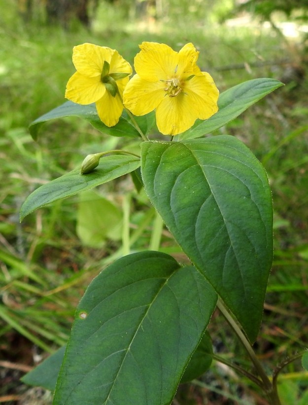 Lysimachia ciliata - ripsialven teriö on vaaleankeltainen, säteittäisesti ratasmainen ja yhdislehtinen sekä melkein tyveen saakka viisiliuskainen. Se on tyveltään lyhyttorvinen ja ainakin Evon kasvustossa tavallisesti noin 15-20 mm leveä. Joissakin kasvikirjoissa teriön leveys ilmoitetaan selvästi pienemmäksi. 13.7.2024. Copyright Hannu Kämäräinen.