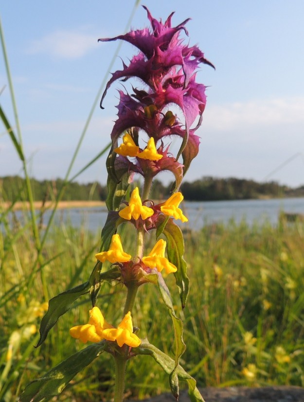 Melampyrum nemorosum - lehtomaitikan latvalehtien sinipunainen sävy voi painottua kirkkaammin myös punaisen suuntaan. A, Jomala, Ramsholm, luonnonsuojelualue, niemen eteläpää, merenrantaniitty, 7.6.2014. Copyright Hannu Kämäräinen.