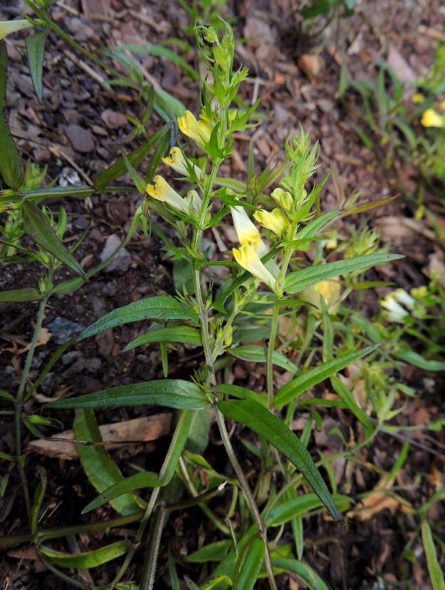 Melampyrum pratense - kangasmaitikan kukinnon alemmat kukat ovat pareittain varren ja haarojen yläosan lehtihangoissa. Ylemmät kukat ovat aika lyhytvälisenä, toispuolisena ja tähkämäisenä ryhmänä varren ja haarojen latvassa. Kangasmaitikka on monimuotoinen laji, josta on kuvattu useita alalajeja ja muunnoksia. Ominaisuuksien lähes liukuvan vaihtelun vuoksi niitä ei nykyisin juurikaan noteerata. Suomen putkilokasvien luetteloon on kuitenkin otettu kaksi teriön väriin perustuvaa muunnosta. Kuvassa olevat kukinnot ovat tavanomaisinta tyyppiä edustaen nimimuunnosta, vaaleakangasmaitikkaa, var. pratense. U, Helsinki, Torpparinmäki, asuinalueen keskellä olevan, metsäisen mäkialueen lounaislaita, 8.7.2013. Copyright Hannu Kämäräinen.