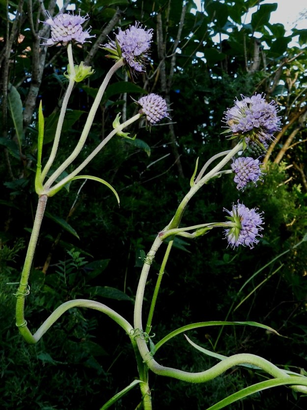 Succisa pratensis - (niitty)purtojuuri on haaraton tai useimmiten yläosan lehtihangoista haarova. Ylemmät lehdet ovat ruodittomat ja suikeahkot. Kuvassa olevat varret ovat joutunut hiirenvirnan, Vicia cracca ja niittynätkelmän, Lathyrus pratensis, tukirangoiksi. Hernekasvien lehtikärhet ovat niputtanut varsia ja pakottaneet niiden kasvun kovin mutkittelevaksi. EH, Hämeenlinna, Loimalahti, Hirsimäki, omakotialue, Näsiäntien varren pihamaa, niittymäinen nurmialue pensasaidan vierellä, 20.8.2012. Copyright Hannu Kämäräinen.