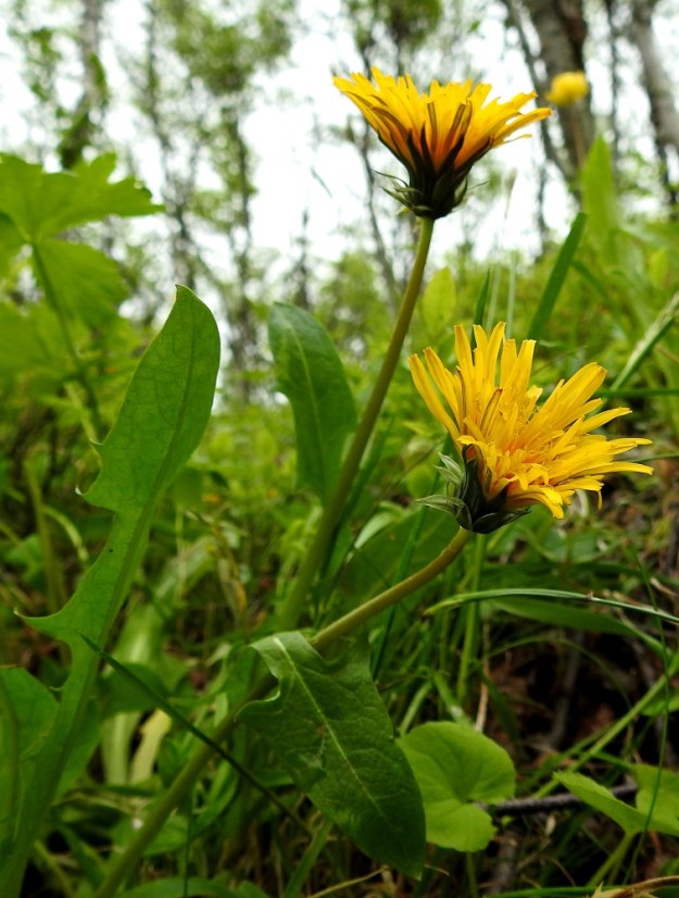 Taraxacum sect. Crocea - sahramivoikukkien kukintona on vanan kärjessä yksinään oleva monikukkainen mykerö, jonka kukat ovat keltaisia tai tummankeltaisia. EnL, Enontekiö, Kilpisjärvi, Saanan loivan luoteisrinteen länsipuolinen tunturikoivikko, tunturirinteelle vievän polun varsi, 580 m mpy, 5.7.2018. Copyright Hannu Kämäräinen.