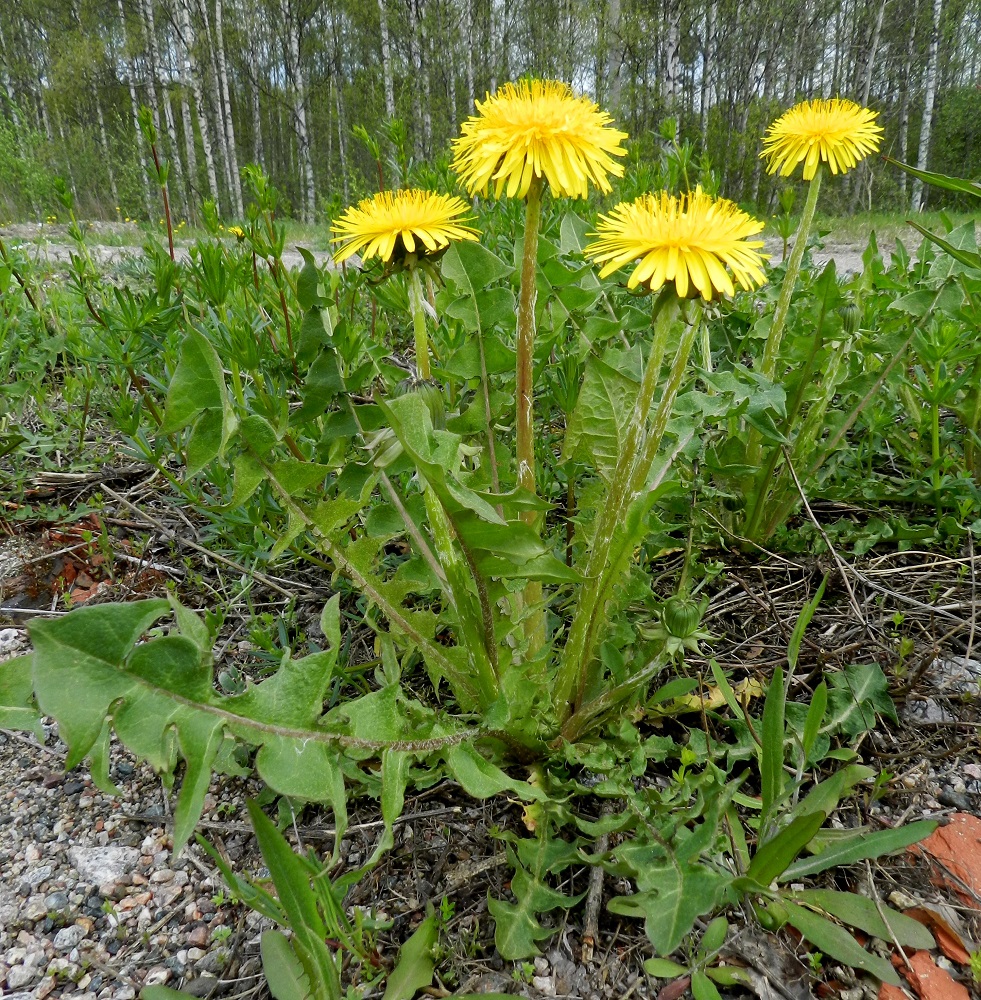 Taraxacum sect. Taraxacum - rikkavoikukat ovat monivuotisia, maitiaisnesteisiä, pystyjä ruohoja ja vanakasveja, jotka ovat noin 10-45(-60) cm korkeita. Vanat ovat lehdettömät, haarattomat, iso-onteloiset ja vaihtelevasti seittikarvaiset. Ruusukelehtien ja erityisesti keskilehtien lapa on tavallisesti suikea tai leveänsuikea, karkeatekoinen sekä syvään pari- ja runsasliuskainen. Sen kärki on useimmiten terävän kolmiomainen. Lapa on tavallisesti noin 10-30 cm pitkä ja leveimmältä kohtaa noin 3-10 cm leveä. EH, Janakkala, Turenki, Kuumola, ratapiha-alue, 20.5.2012. Copyright Hannu Kämäräinen.