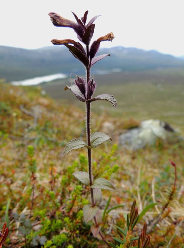 Bartsia alpina - punakon "kukintotähkä" harsuuntuu, kun kukinta etenee ja latvan lehtivälit pitenevät. Latvan lopetellessa kukintaansa alimmat kukat ovat jo hedelmävaiheessa. Kukkien perä on yleensä noin 2-4 mm pitkä. EnL, Enontekiö, Kilpisjärvi, Saanan pitkä ja loivahko luoteisrinne, huipulle nousevan pääpolun varsi, paljakkarinne, 730 m mpy, 17.7.2013. Copyright Hannu Kämäräinen.