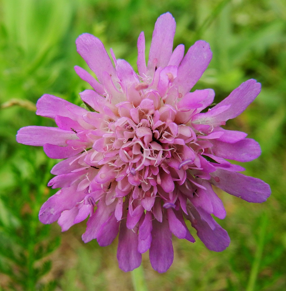 Knautia arvensis - ketoruusuruohon kukintomykerö on täydessä kukassaan tavallisesti noin 30-40 mm leveä. Siinä on noin 40-60 eriasteisen sinipunaista tai lähes punaista kukkaa, jotka ovat kaksineuvoisia tai pelkkiä emikukkia. Pelkästään emikukkaiset mykeröt ovat kapeammat kuin kaksineuvoiset kukintomykeröt. EH, Hämeenlinna, Pikku-Parola, Parolannummentien laitaniitty Armijärventien risteyksen itäpuolella, 26.7.2011. Copyright Hannu Kämäräinen.